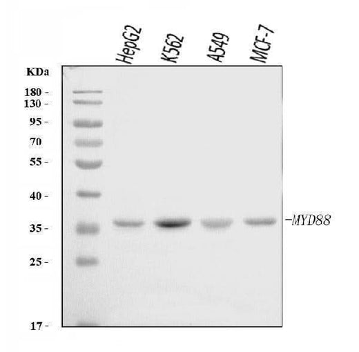 Anti-MYD88 Antibody Picoband® Boster Bio