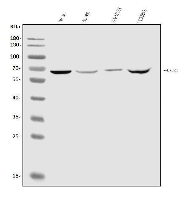Anti-CXCR4 Antibody Picoband® Boster Bio
