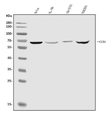 Anti-CXCR4 Antibody Picoband® Boster Bio