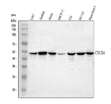 Anti-CXCR4 Antibody Picoband® Boster Bio