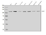 Anti-CIAS1/NALP3/NLRP3 Antibody Picoband® Boster Bio