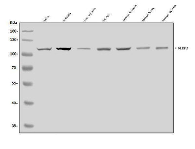 Anti-CIAS1/NALP3/NLRP3 Antibody Picoband® Boster Bio