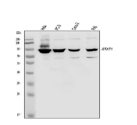 Anti-STAT1 Antibody Picoband® Boster Bio