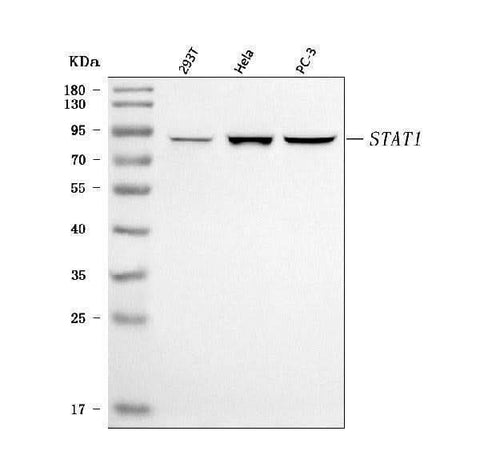 Anti-STAT1 Antibody Picoband® Boster Bio