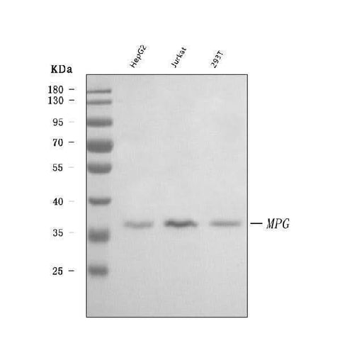 Anti-AAG/MPG Antibody Picoband® Boster Bio