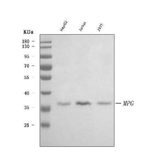 Anti-AAG/MPG Antibody Picoband® Boster Bio