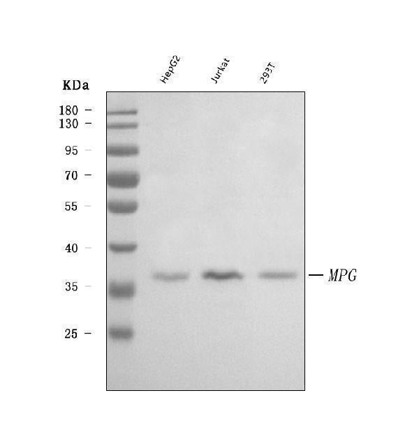 Anti-AAG/MPG Antibody Picoband® Boster Bio
