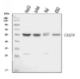Anti-Caspase-8/CASP8 Antibody Picoband® Boster Bio
