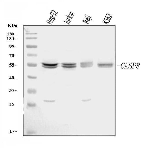 Anti-Caspase-8/CASP8 Antibody Picoband® Boster Bio