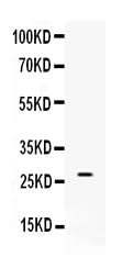 Anti-VEGF/Vegfa Antibody Picoband® Boster Bio