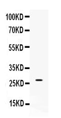 Anti-VEGF/Vegfa Antibody Picoband® Boster Bio