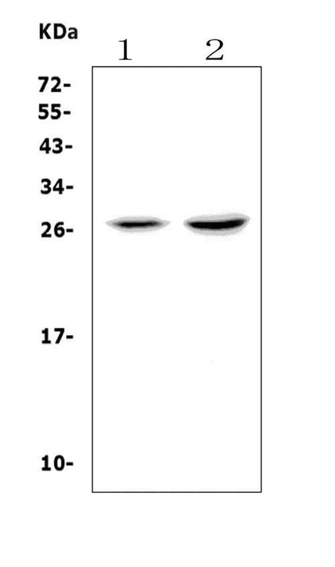 Anti-VEGF/Vegfa Picoband® Antibody Boster Bio