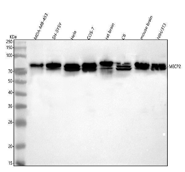 Anti-MECP2 Antibody Picoband® Boster Bio