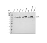 Anti-MECP2 Antibody Picoband® Boster Bio
