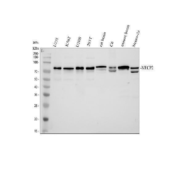 Anti-MECP2 Antibody Picoband® Boster Bio