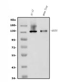 Anti-P Glycoprotein/ABCB1 Antibody Picoband® Boster Bio
