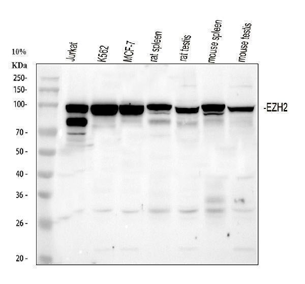 Anti-KMT6/EZH2 Antibody Picoband® Boster Bio