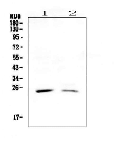 Anti-StAR Antibody Picoband® Boster Bio