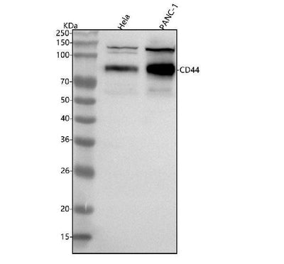 Anti-CD44 Antibody Picoband® Boster Bio