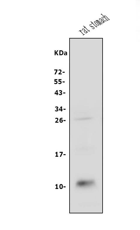 Anti-CXCL12 Antibody Picoband® Boster Bio