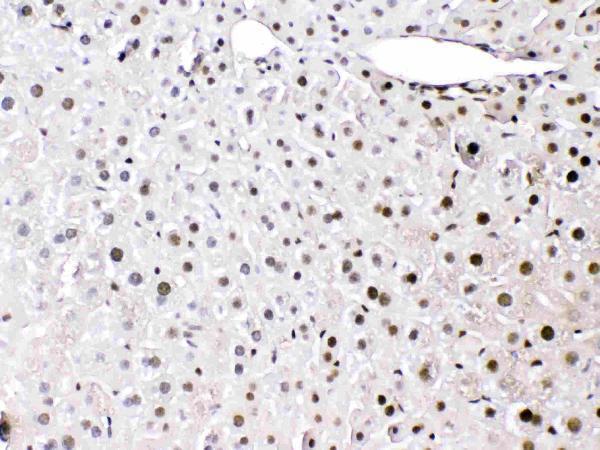 Anti-HMGB1 Antibody Picoband® Boster Bio