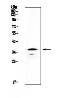 Anti-CD40/Cd40 Antibody Picoband® Boster Bio