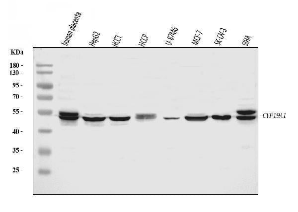 Anti-Aromatase/Cyp19a1 Antibody Picoband® Boster Bio