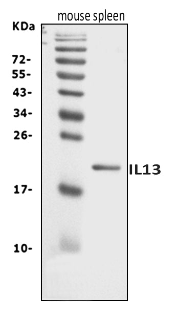 Anti-Il13 Antibody Picoband® Boster Bio