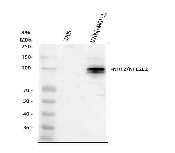 Anti-NRF2/NFE2L2 Antibody Picoband® Boster Bio