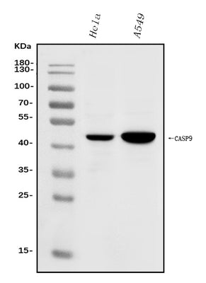 Anti-Caspase-9/CASP9 Antibody Picoband® Boster Bio