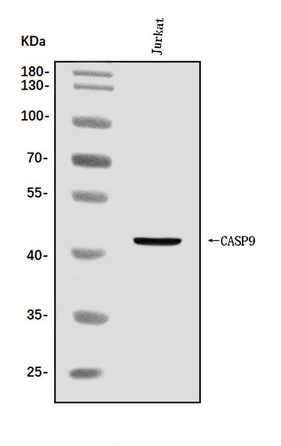 Anti-Caspase-9/CASP9 Antibody Picoband® Boster Bio