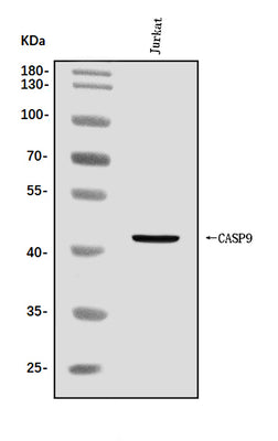 Anti-Caspase-9/CASP9 Antibody Picoband® Boster Bio
