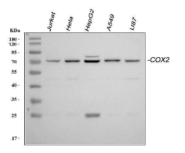 Anti-COX2/Cyclooxygenase 2/PTGS2 Antibody Picoband® Boster Bio