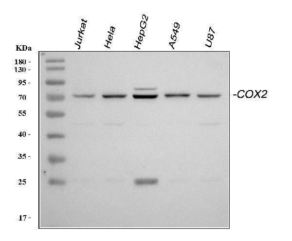 Anti-COX2/Cyclooxygenase 2/PTGS2 Antibody Picoband® Boster Bio