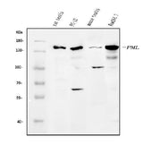 Anti-PML Protein/Pml Antibody Picoband® Boster Bio