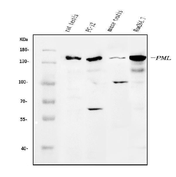 Anti-PML Protein/Pml Antibody Picoband® Boster Bio