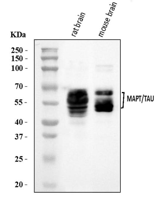 Anti-Tau/MAPT Antibody Picoband® Boster Bio