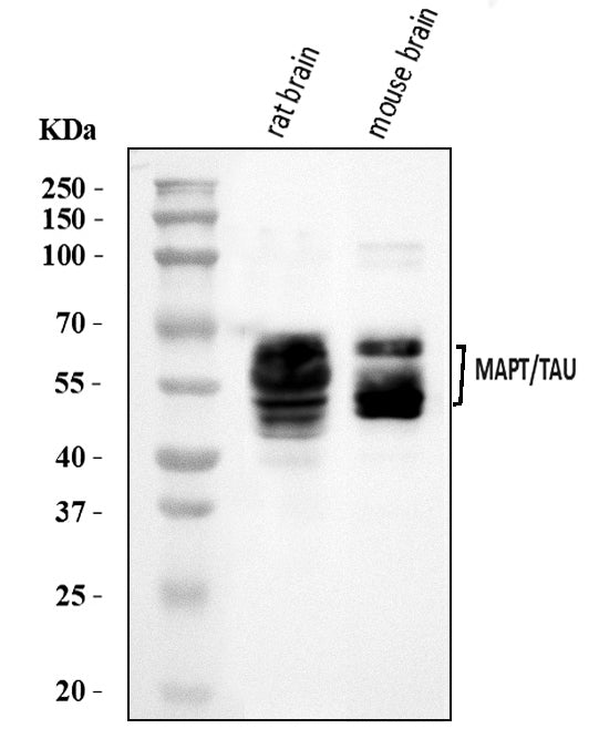 Anti-Tau/MAPT Antibody Picoband® Boster Bio