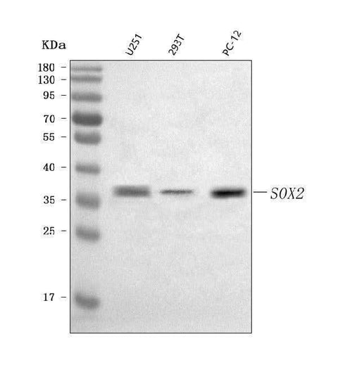 Anti-SOX2 Antibody Picoband® Boster Bio