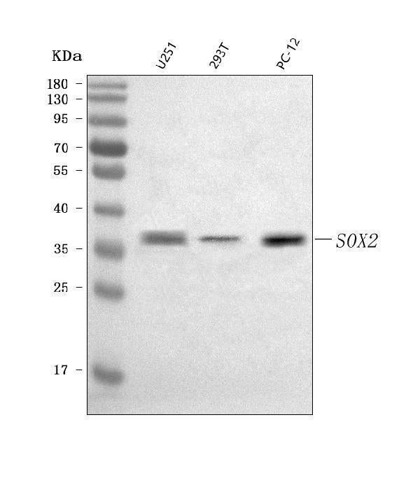 Anti-SOX2 Antibody Picoband® Boster Bio
