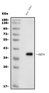 Anti-PD-L1/Cd274 Antibody Picoband® Boster Bio