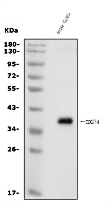 Anti-PD-L1/Cd274 Antibody Picoband® Boster Bio