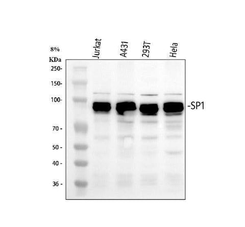 Anti-SP1 Antibody Picoband® Boster Bio
