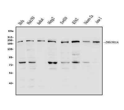 Anti-DROSHA Antibody Picoband® Boster Bio
