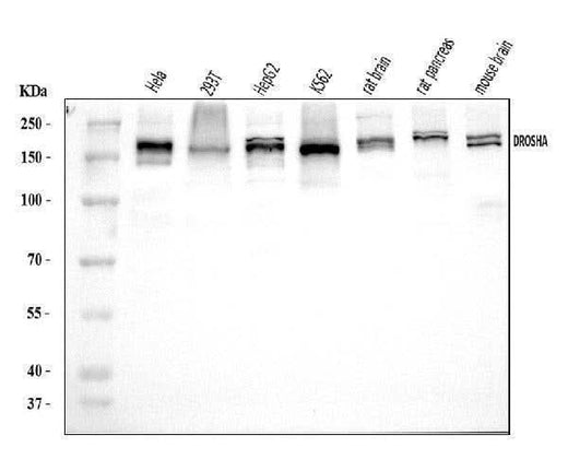 Anti-DROSHA Antibody Picoband® Boster Bio