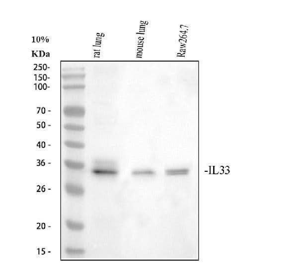 Anti-IL33 Antibody Picoband® Boster Bio