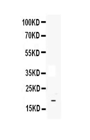 Anti-IL33 Antibody Picoband® Boster Bio