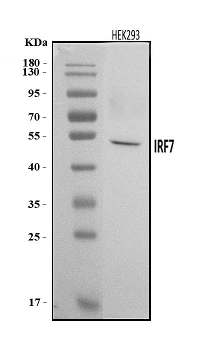Anti-IRF7 Antibody Picoband® Boster Bio