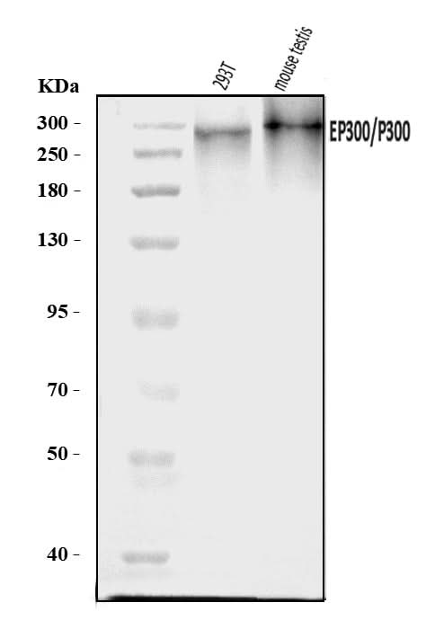 Anti-KAT3B/p300/EP300 Antibody Picoband® Boster Bio