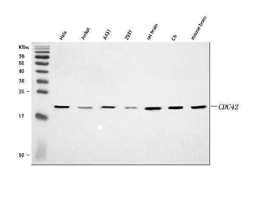 Anti-CDC42 Antibody Picoband® Boster Bio